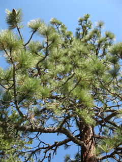 Yellow Pine